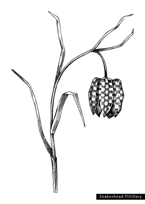 Fritillary flower sketch in engraved style. Floral branch with bud and leaves. Black contoured floralelements. Botanical vector illustration of spring woodland plant isolated on white background